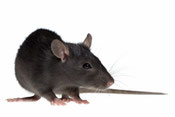 Rats eat electric wiring, carry  Weils Disease and crawl over your food