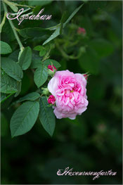 Rosen Rosenblog Hexenrosengarten Ispahan Damaszenerrose einmalblühend gefüllt Duftrose rosa Alte Rosen Rosiger Adventskalender