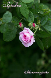 Rosen Rosenblog Hexenrosengarten Ispahan Damaszenerrose einmalblühend gefüllt Duftrose rosa Alte Rosen Rosiger Adventskalender