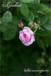 Rosen Rosenblog Hexenrosengarten Ispahan Damaszenerrose einmalblühend gefüllt Duftrose rosa Alte Rosen  Rosiger Adventskalender