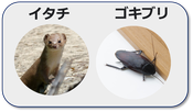 戸建てのイタチとゴキブリ被害と駆除事例