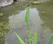 カキツバタ(蕾)