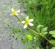 キツネノボタン