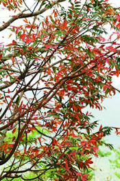 紅葉の季節を迎えたハゼノキ。山々を真っ赤な葉が鮮やかに彩っている=10月下旬、石垣市バンナ公園