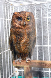 片目を失ったリュウキュウコノハズク=19日午後、沖縄県立石垣青少年の家