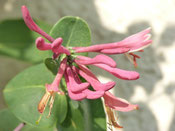 Honeysuckle (Geißblatt)