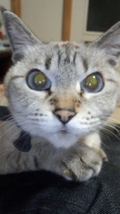 名誉室長猫・姫の顔写真