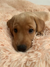 Labrador Retriever Züchter