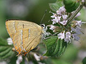 Birkenzipfelfalter, Thecla betulae, Natura 2000, Hergenrath, Kelmis, Göhl, Geul, Gueule,Völkersberg, Belgien   