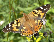 Distelfalter, Vanessa cardui, Natura 2000, Hergenrath, Kelmis, Göhl, Geul, Gueule,Völkersberg, Belgien   