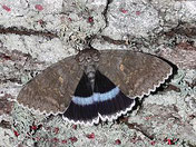 Blaues Ordensband, Catocala fraxini, Natura 2000, Hergenrath, Kelmis, Göhl, Geul, Gueule,Völkersberg, Belgien   