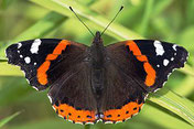 Admiral, Vanessa atalanta, Natura 2000, Hergenrath, Kelmis, Göhl, Geul, Gueule,Völkersberg, Belgien   