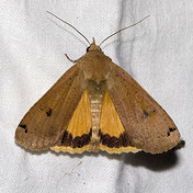 Hausmutter, Noctua pronuba, Natura 2000, Hergenrath, Kelmis, Göhl, Geul, Gueule,Völkersberg, Belgien   