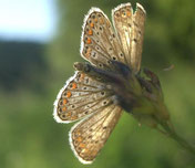 [Foto: dunkelbrauner Bläuling (Aricia agestis) in Schwieberdingen, 27.8.2004]