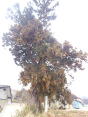 自由研究　一本杉