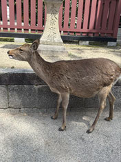 妊娠中？　　　　　　　　記事とは関係ありません
