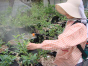 病害虫を防ぐため、頻繁に自家製虫よけなどを散布しています