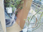 秋にブルーベリーの新しい苗を仕入れて植付をしていきます