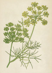 Fenchel