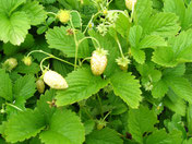  Weiße Bio Monatserbeeren Foto: Bio Gärtnerei Kirnstötter