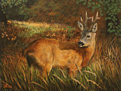 Rehbock auf der Lichtung   30 x 40