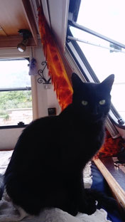 Inga Mückes Katze