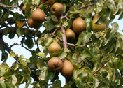 Poire beurré hardy