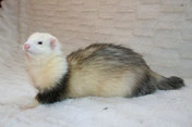PINTO PANDA von Carmen