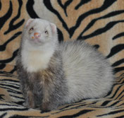 BACARDI von Larissa
