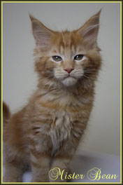 Typvoller Maine Coon Kater