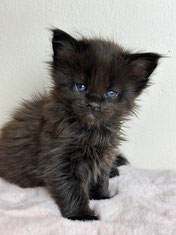 Maine Coon Kitten black