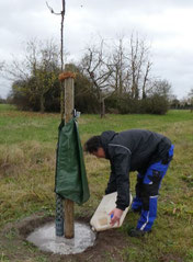 Freiwilliger pflanzt einen neuen Baum