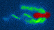 the dual flagellar system of Shewanella putrefaciens