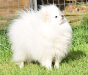 Spitze sind spitze - Unsere Japan Spitz und Kleinspitz ...