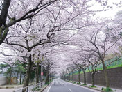 　　岩戸団地からの入口の桜並木