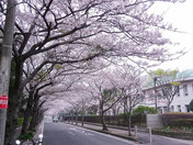 　　　県立養護学校前の桜並木
