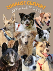 Hunde schon in Deutschland