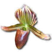 Orchidée 91