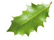 Amberbaum-Blatt