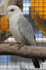 Blau   Eolophus roseicapillus (Rosakakadu)