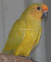 dilute Aratinga aurea (Goldstirnsittich)