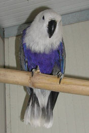 Blau   Eclectus roratus (Edelpapagei)