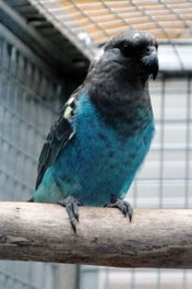 Blau   Poicephalus meyeri (Goldbugpapagei) 