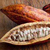 Theobroma Cacao, la comida de los dioses