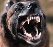rabia