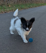 er lernt total schnell und trägt seinen Ball schon mit 3 Monaten