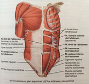Vue antérieure, plan superficiel des muscles de l'abdomen. (Source: TORTORA et DERRICKSON (2016), Manuel d'anatomie et de physiologie humaines, p. 225)