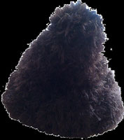 Felloptik