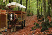 La Fageda esta a 4Kl de Olot. Hay excursiones en bici,caballos y carros.