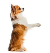 PROBIERSET KLEINE HUNDE